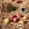 Faut-il arroser les pommes de terre sous paille ?