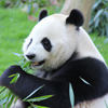 Combien de kilo de bambou mange un panda par jour ?