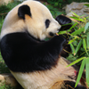 Combien de bambou mange un panda ?