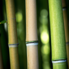 Quel terreau pour bambou ?