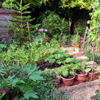 Comment pailler son jardin ?
