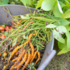 Quand pailler son potager ?