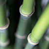 Que faire avec du bambou vert ?