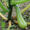 Faut-il pailler les courgettes ?
