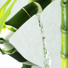 Comment faire pousser un bambou dans l'eau ?