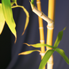 Quelle plante associer au bambou ?