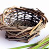 comment planter de l'osier vivant