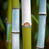 Quand planter du bambou ?