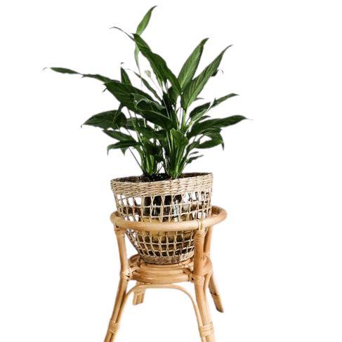 Cache Pot Sur Pied Bambou Cache-Pot En Osier